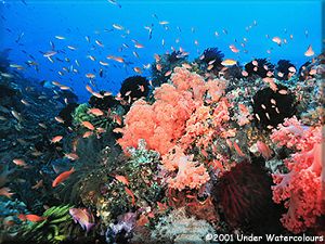 SOFT CORAL REEFS IN BALI, INDONESIA