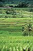 Click to enlarge Bali photos